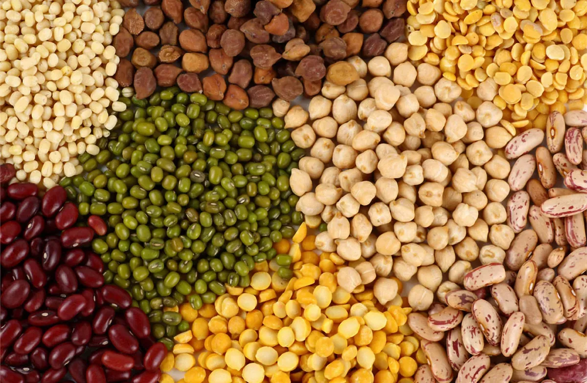 Mercimek, nohut ve fasulye çeşitleri